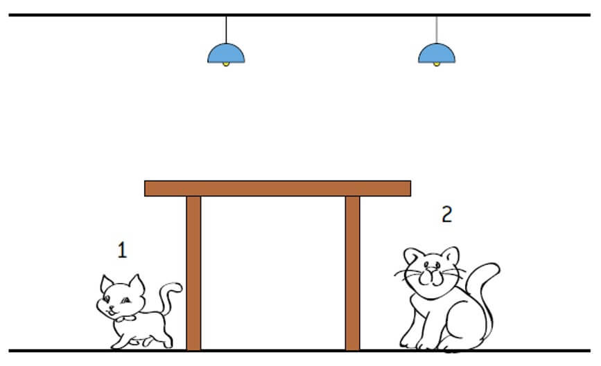 gatos mesa luz