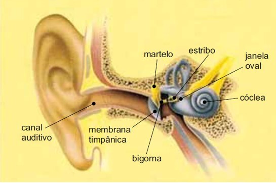 sistema auditivo humano, as ondas sonoras são captadas pela membrana timpânica, que as transmite para um sistema de alavancas formado por três ossos (martelo, bigorna e estribo). Esse sistema transporta as ondas até a membrana da janela oval, de onde são transferidas para o interior da cóclea
