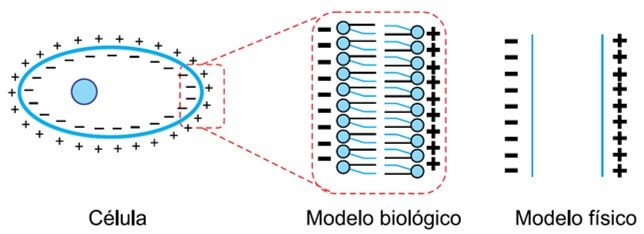 visão geral de uma célula e a analogia entre o modelo biológico e o modelo físico, o qual corresponde a duas placas planas e paralelas, eletrizadas com cargas elétricas de tipos opostos