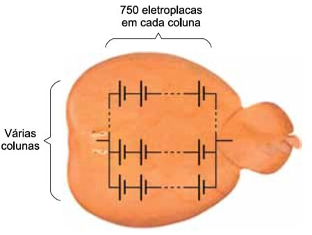 esquema elétrico do peixe poraquê