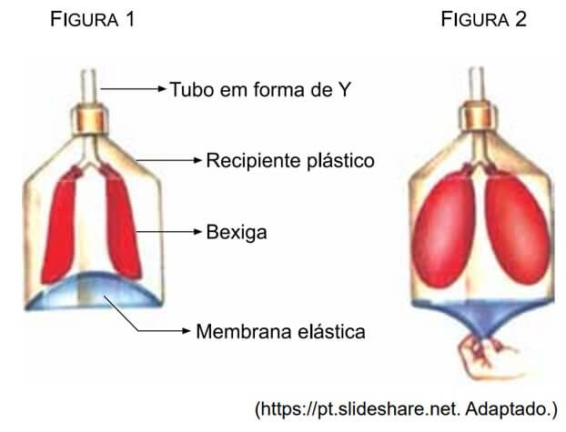 aparato com duas bexigas representando os pulmões, uma membrana elástica representando o músculo diafragma e um tubo flexível em forma de “Y”, representando a traqueia e os brônquios, foi montado dentro de um recipiente plástico que representava a caixa torácica